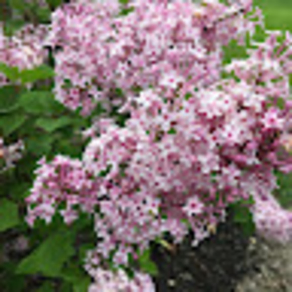 Meet your Posher, Jan - Picture 1 of 1